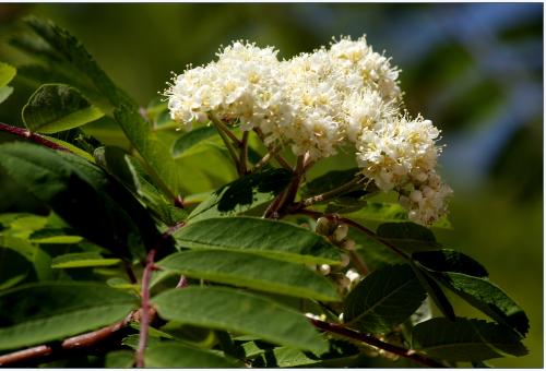 A close up of the white sorbus flower